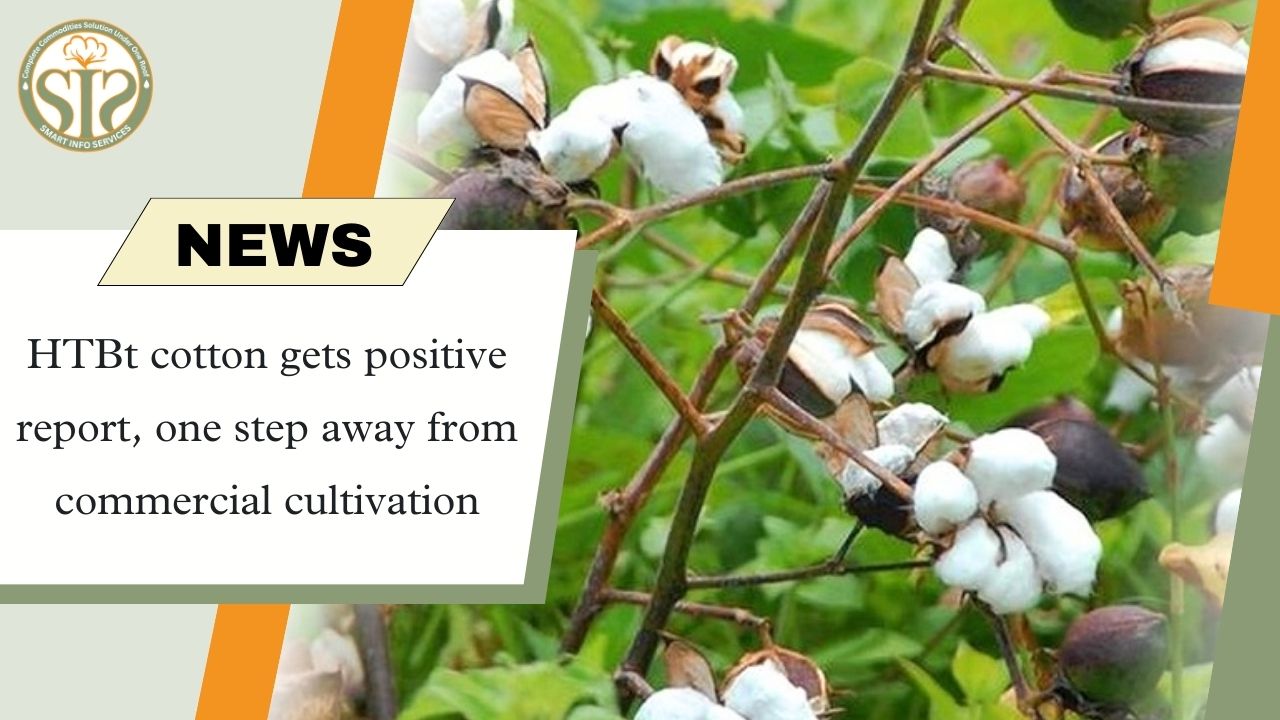 HTBT cotton: closer to commercial cultivation