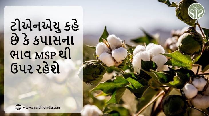 TNAU કહે છે કે કપાસના ભાવ MSP કરતા ઉપર રહેશે