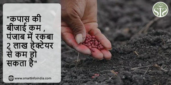 "कपास की बीजाई कम , पंजाब में रकबा 2 लाख हेक्टेयर से कम हो सकता है"