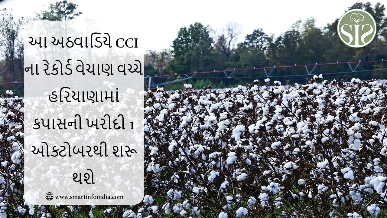 હરિયાણામાં કપાસની ખરીદી 1 ઓક્ટોબરથી શરૂ થશે, CCI આ સપ્તાહે રેકોર્ડ વેચાણ જોવા મળશે.