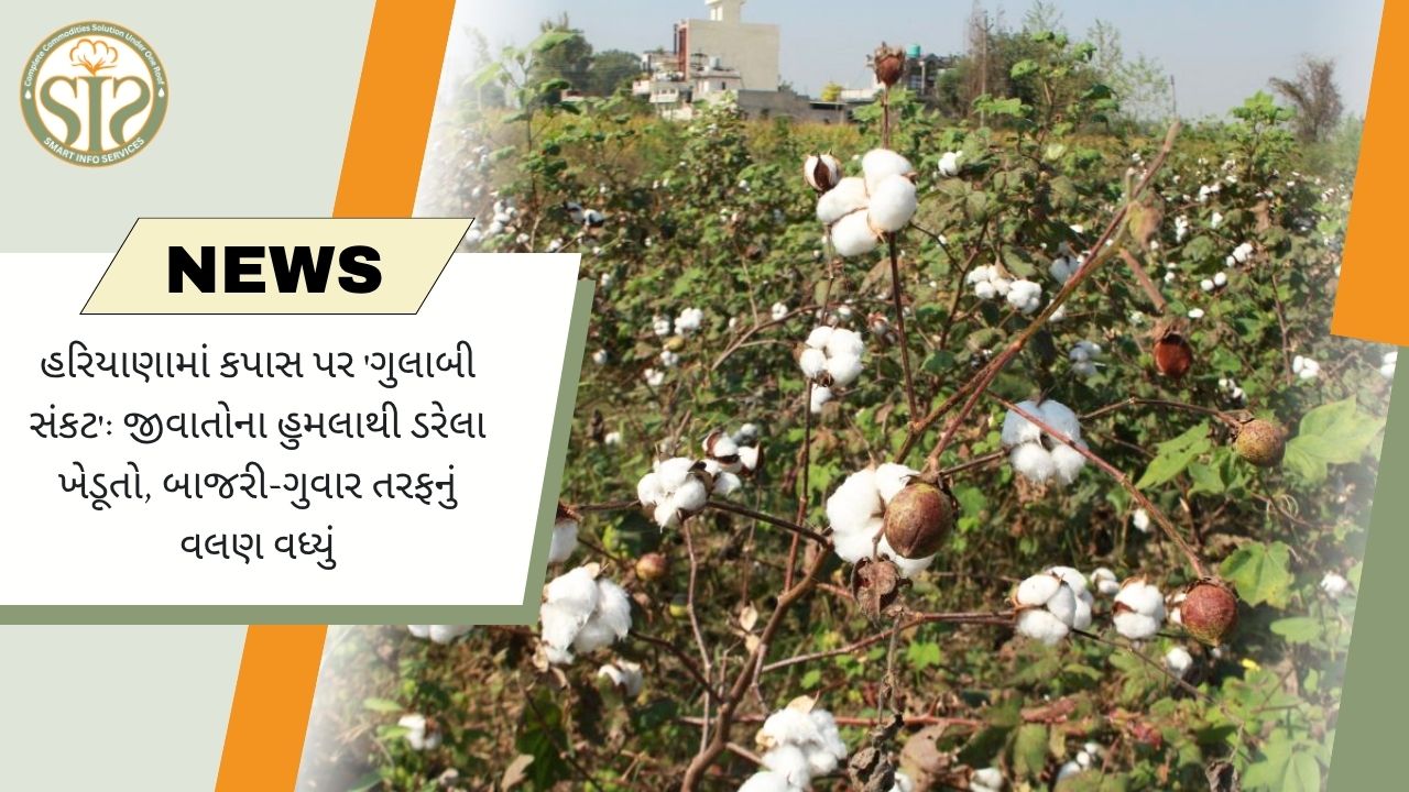 હરિયાણામાં કપાસની કટોકટી: ગુલાબી બોલવોર્મનો ઉપદ્રવ