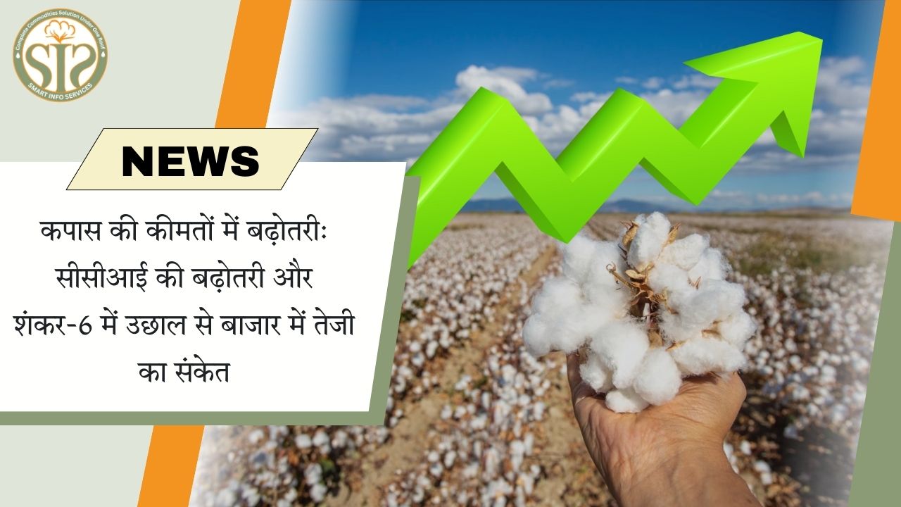 कपास की कीमतों में तेजी: सीसीआई और शंकर-6 की बढ़त