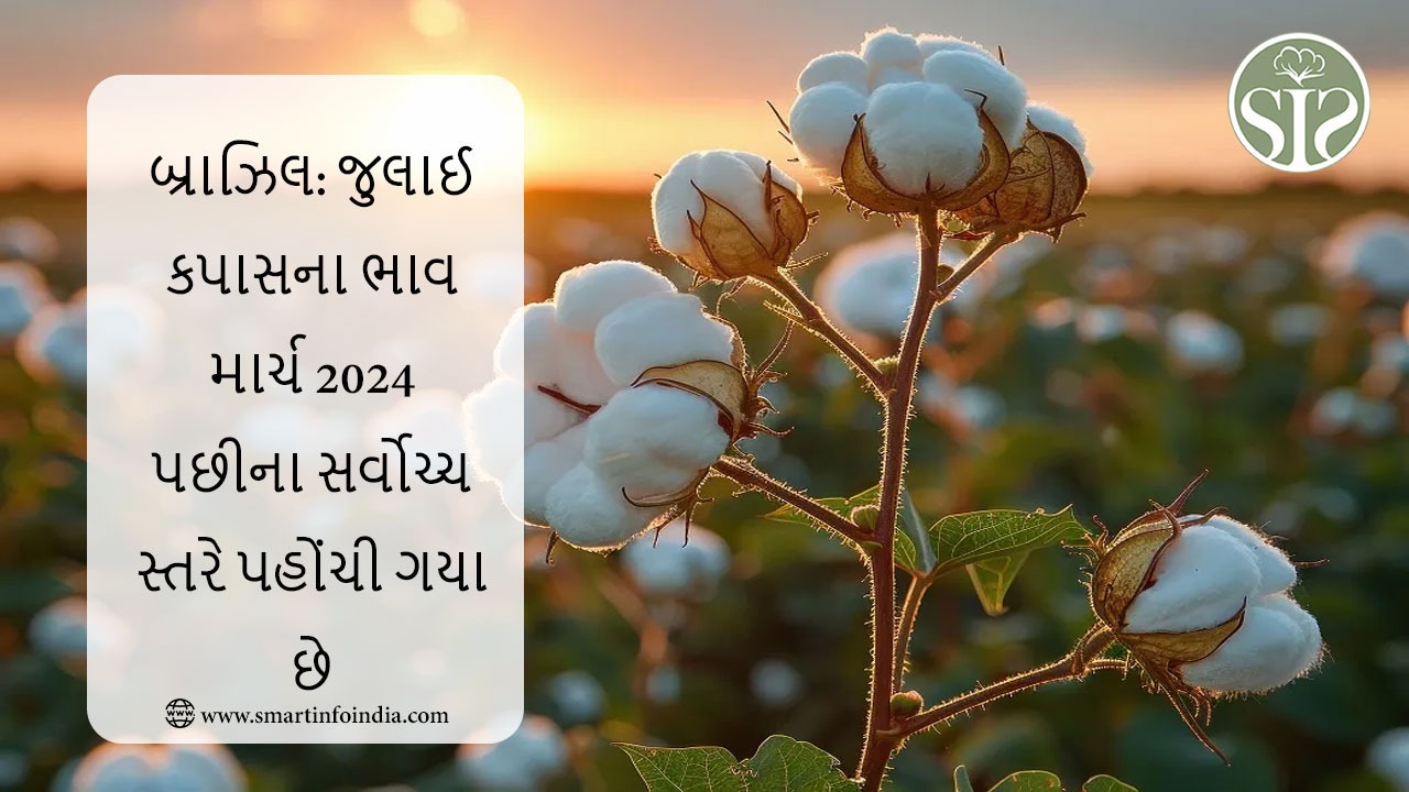 બ્રાઝિલ: જુલાઈમાં કપાસના ભાવ માર્ચ 2024 પછીના સર્વોચ્ચ સ્તરે પહોંચ્યા છે