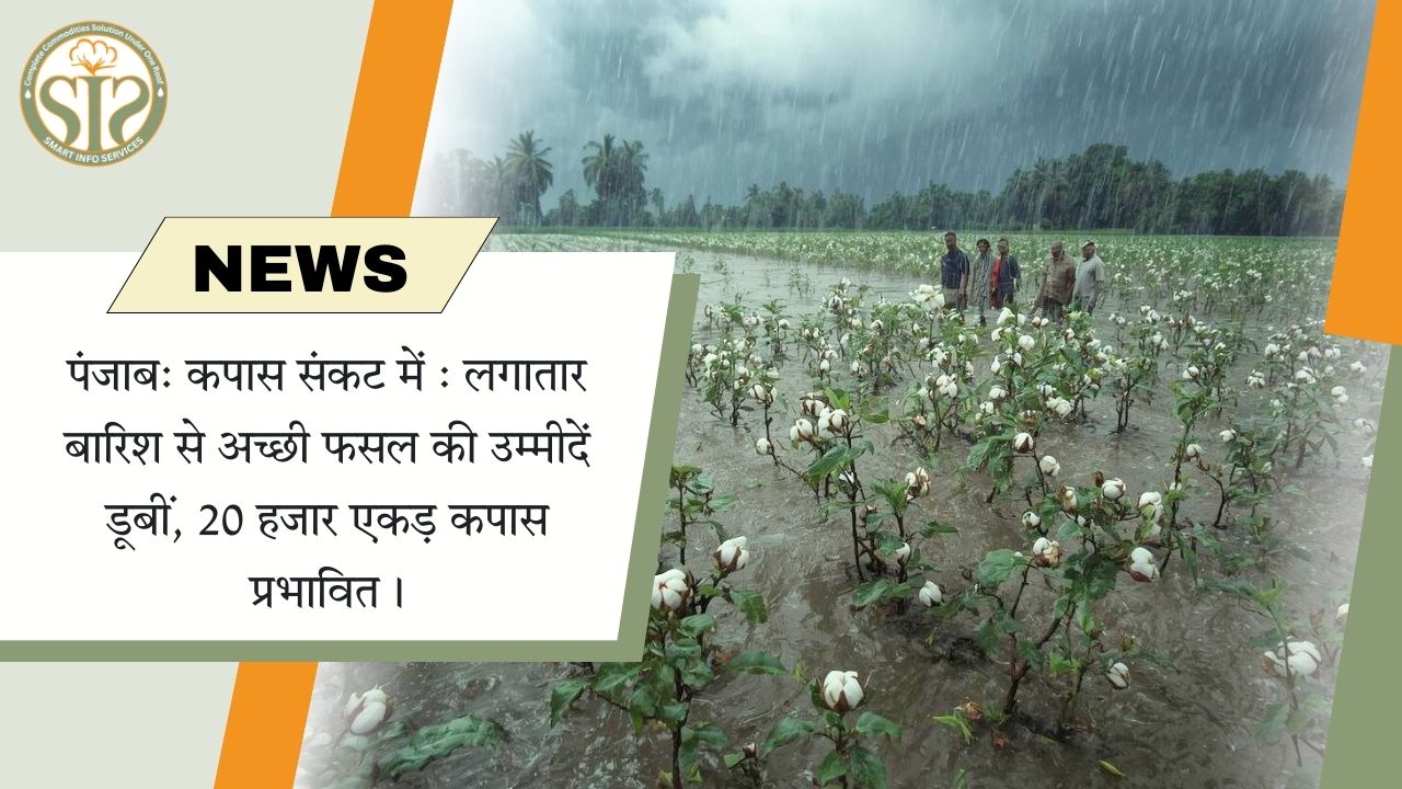 पंजाब में कपास संकट: बारिश से 20 हजार एकड़ फसल प्रभावित