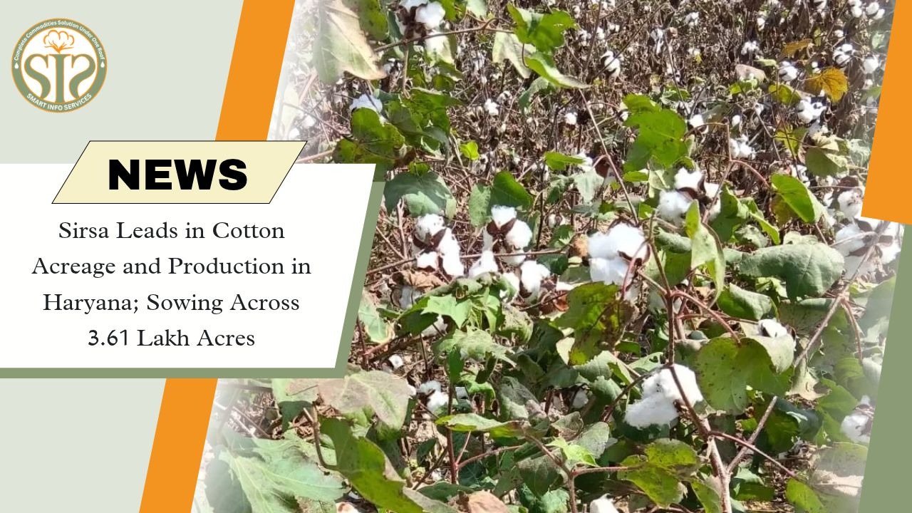 Sirsa Tops Haryana Cotton Production