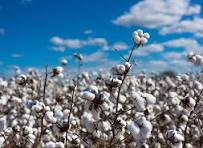 बीआईएस कानून वापसी की मांग नहीं स्वीकार की तो , कॉटन जिनिंग फैक्ट्री को बंद कर देंगे