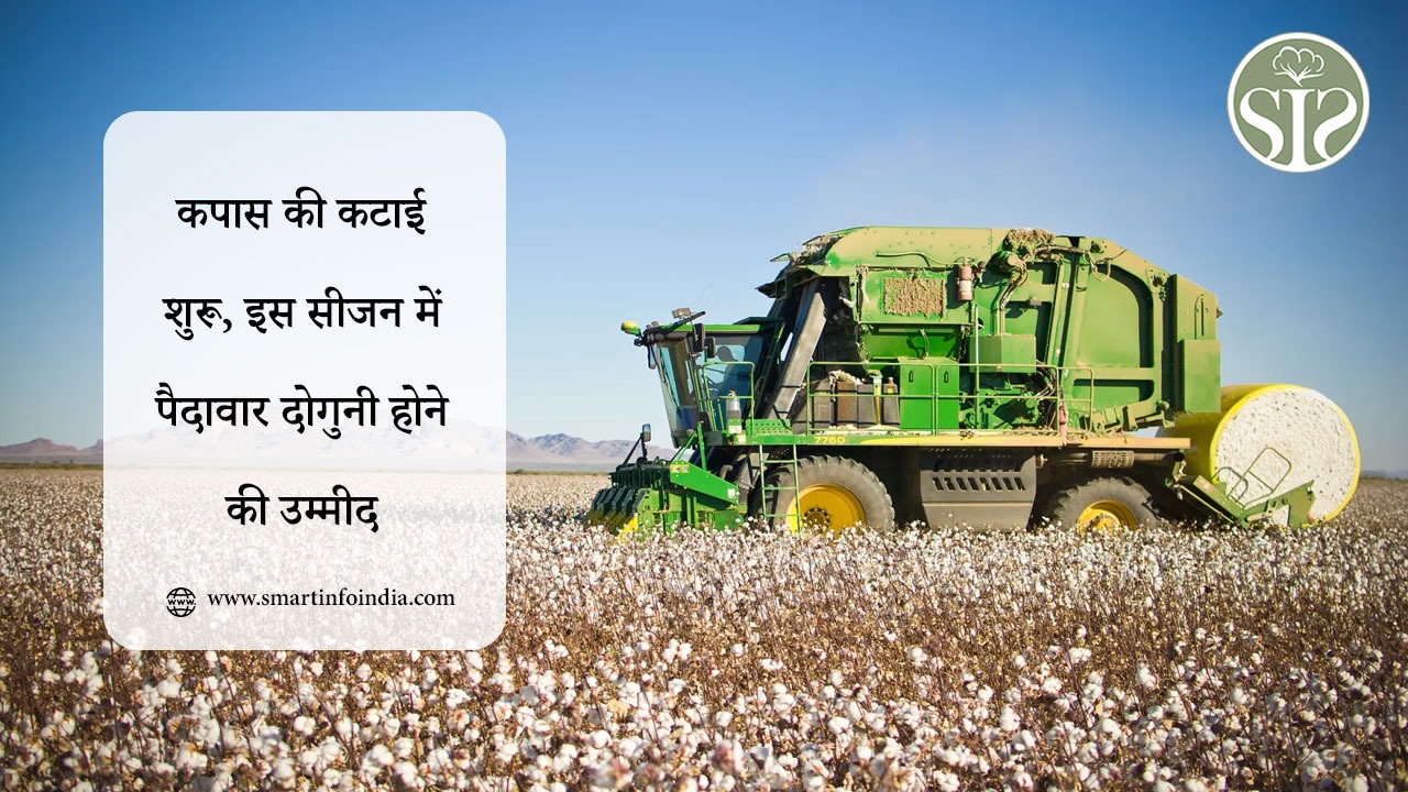 कपास की कटाई शुरू, इस सीजन में पैदावार दोगुनी होने की उम्मीद