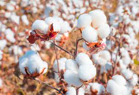 Cotton prices in Punjab hit an all-time high, cross ₹10,000 level