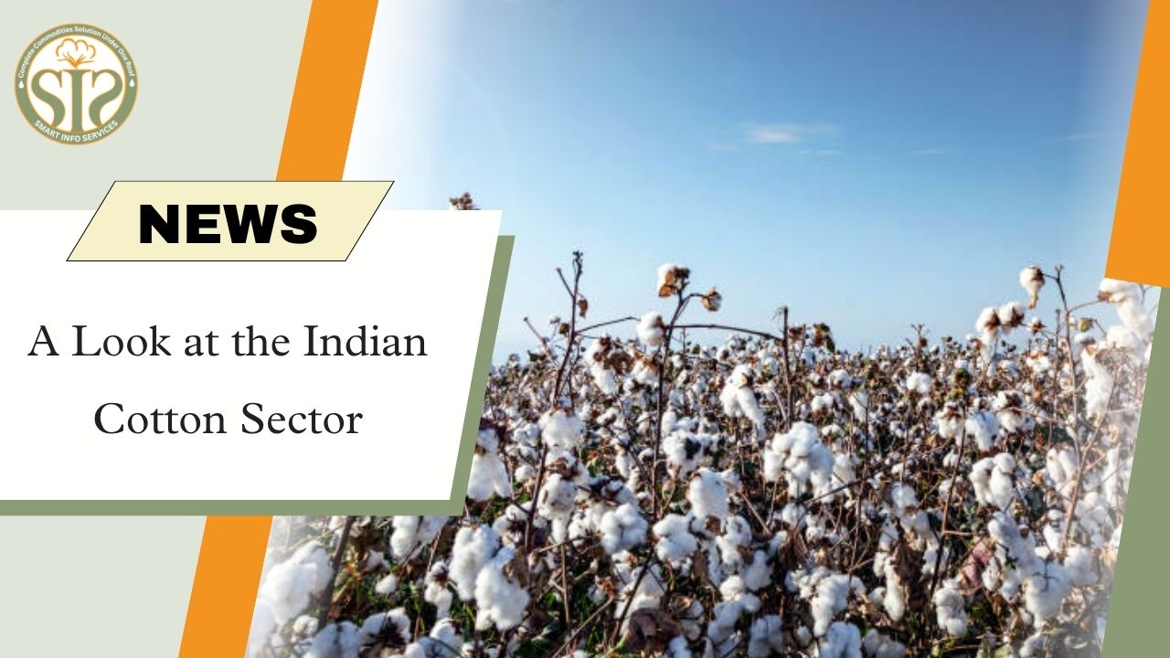 Indian Cotton Sector Outlook