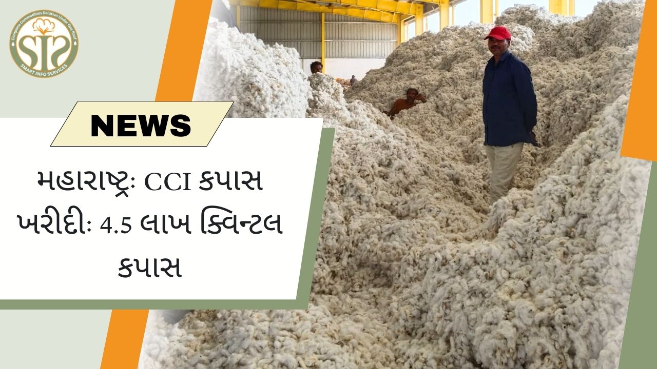 મહારાષ્ટ્ર: CCI કપાસ ખરીદી: 4.5 લાખ ક્વિન્ટલ કપાસ