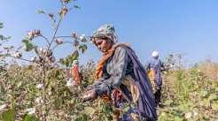 મુખ્ય રાજ્યોમાં કપાસ વાવેતર ધીમું