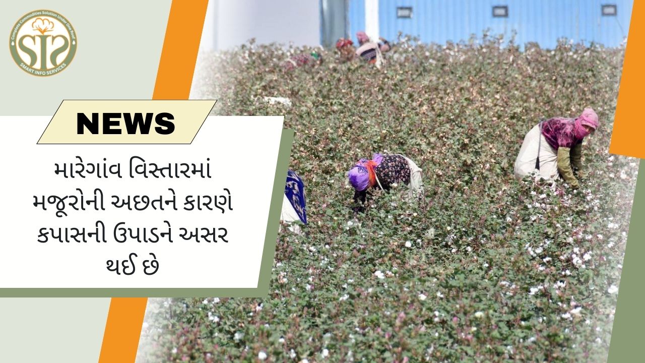 મારેગાંવમાં મજૂરોની અછત, કપાસ ચૂંટવામાં અસર