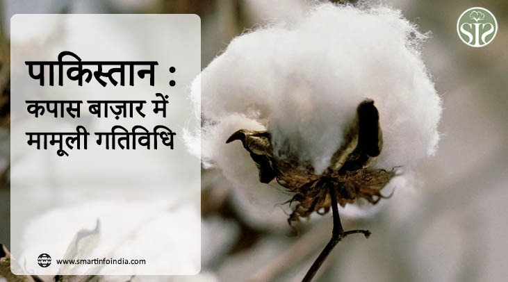 पाकिस्तान : कपास बाज़ार में मामूली गतिविधि