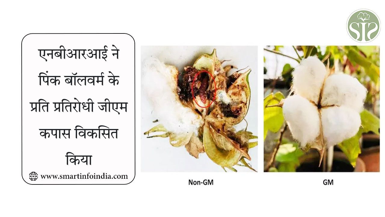 एनबीआरआई ने पिंक बॉलवर्म के प्रति प्रतिरोधी जीएम कपास विकसित किया