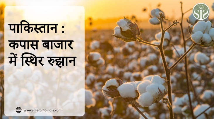 पाकिस्तान : कपास बाजार में स्थिर रुझान..
