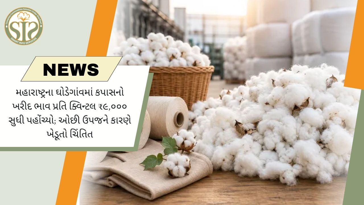 ઘોડેગાંવમાં કપાસનો ભાવ ₹9,000 પહોંચ્યો