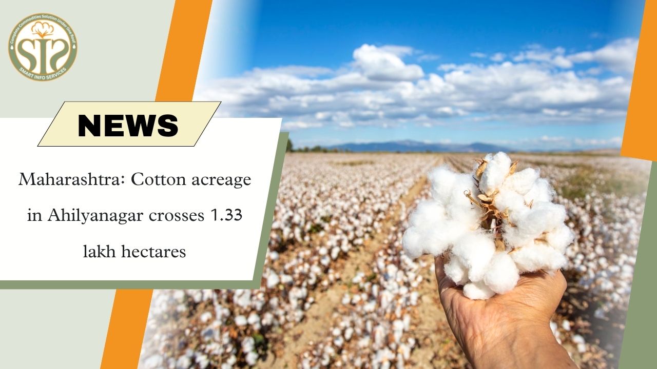 Maharashtra: Cotton Acreage in Ahilyanagar Crosses 1.33 Lakh Hectares