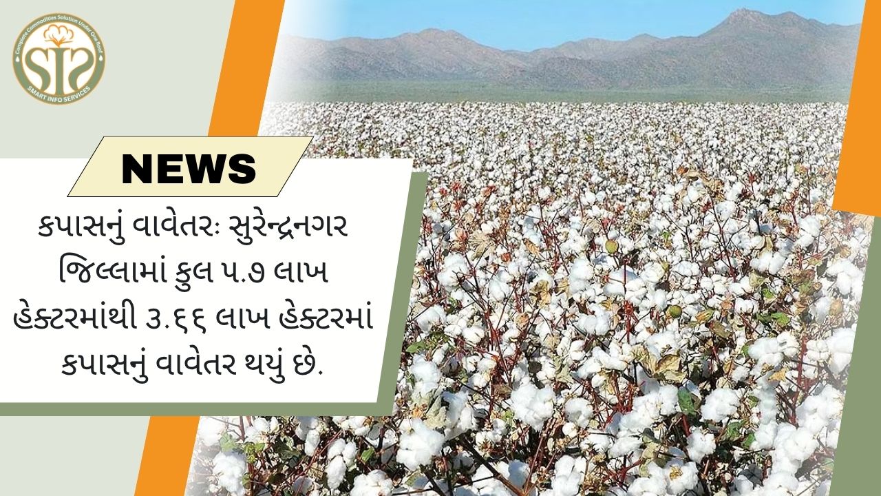 સુરેન્દ્રનગરઃ 5.7 લાખમાંથી 3.66 લાખ હેક્ટરમાં કપાસનું વાવેતર પૂર્ણ