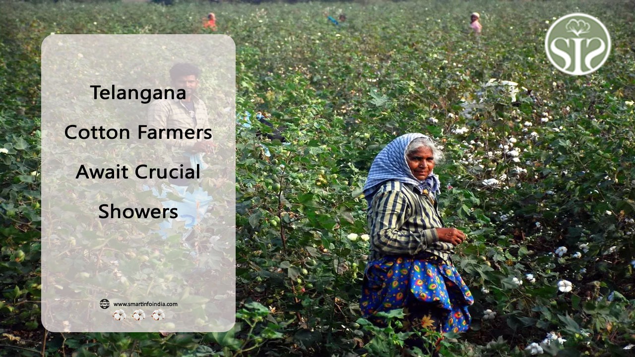 Telangana Cotton Farmers  Await  Crucial Showers