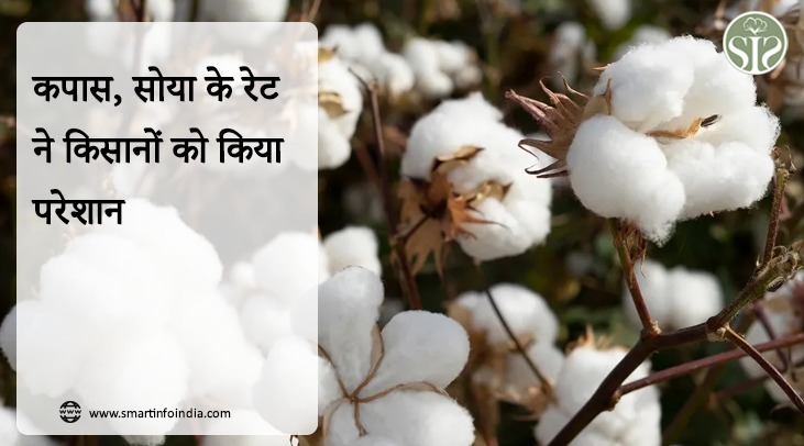 कपास, सोया के रेट ने किसानों को किया परेशान