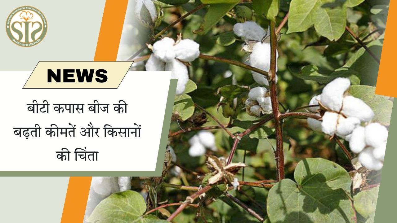 महंगे बीटी कपास बीज, किसानों की चिंता बढ़ी