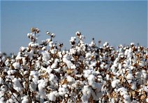 ભારત વૈશ્વિક કપાસ બજારમાં પ્રભાવ વધારશે