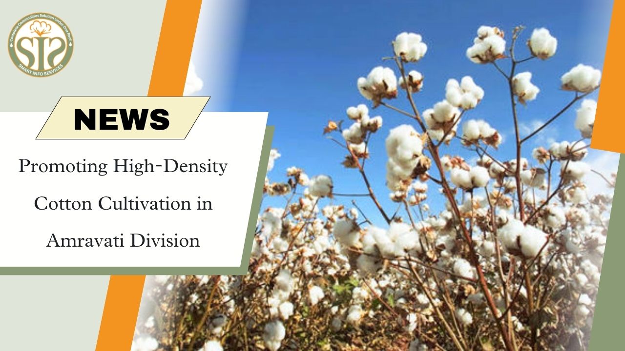 Amravati Division Pushes High-Density Cotton Farming