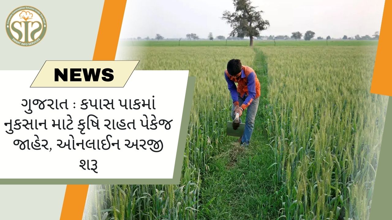 ગુજરાત: કપાસના પાકના નુકસાન પર રાહત પેકેજ, અરજીઓ શરૂ