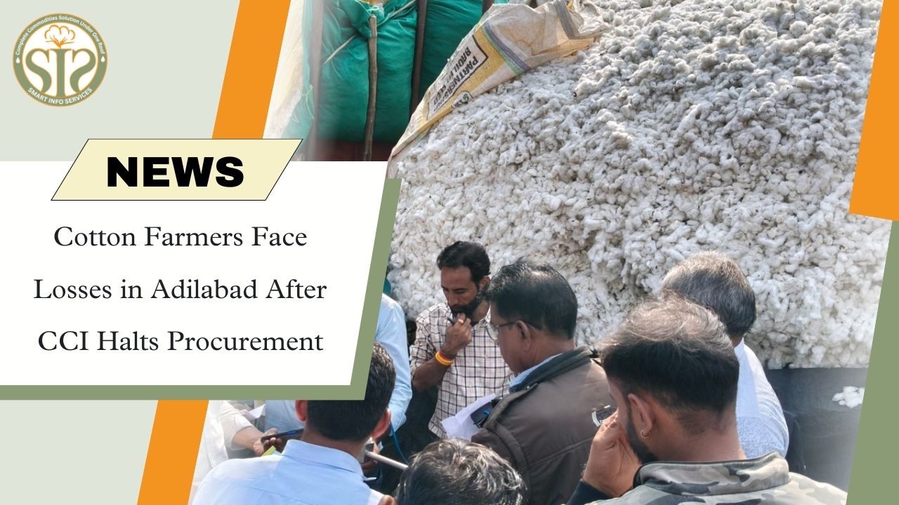 CCI stops purchase, cotton farmers worry increased