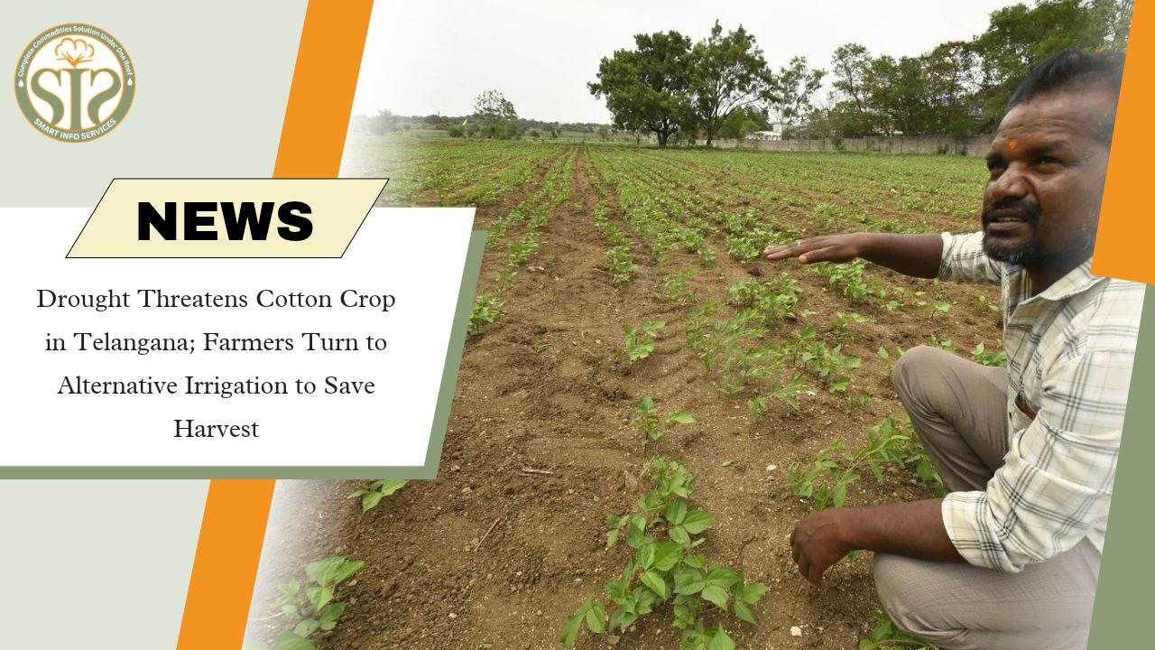 Drought Threatens Adilabad Cotton Crop