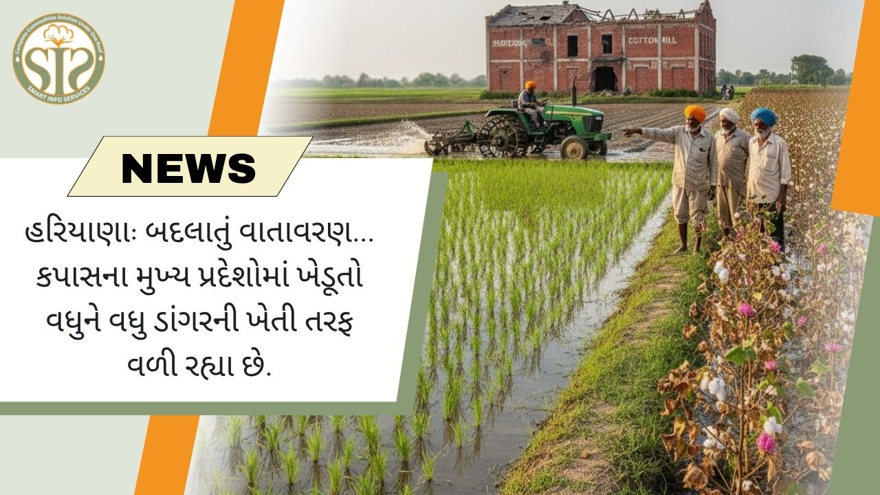 હરિયાણા કપાસથી ડાંગર તરફ વળ્યું
