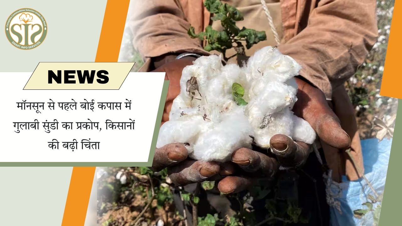 अमरावती कपास में गुलाबी सुंडी