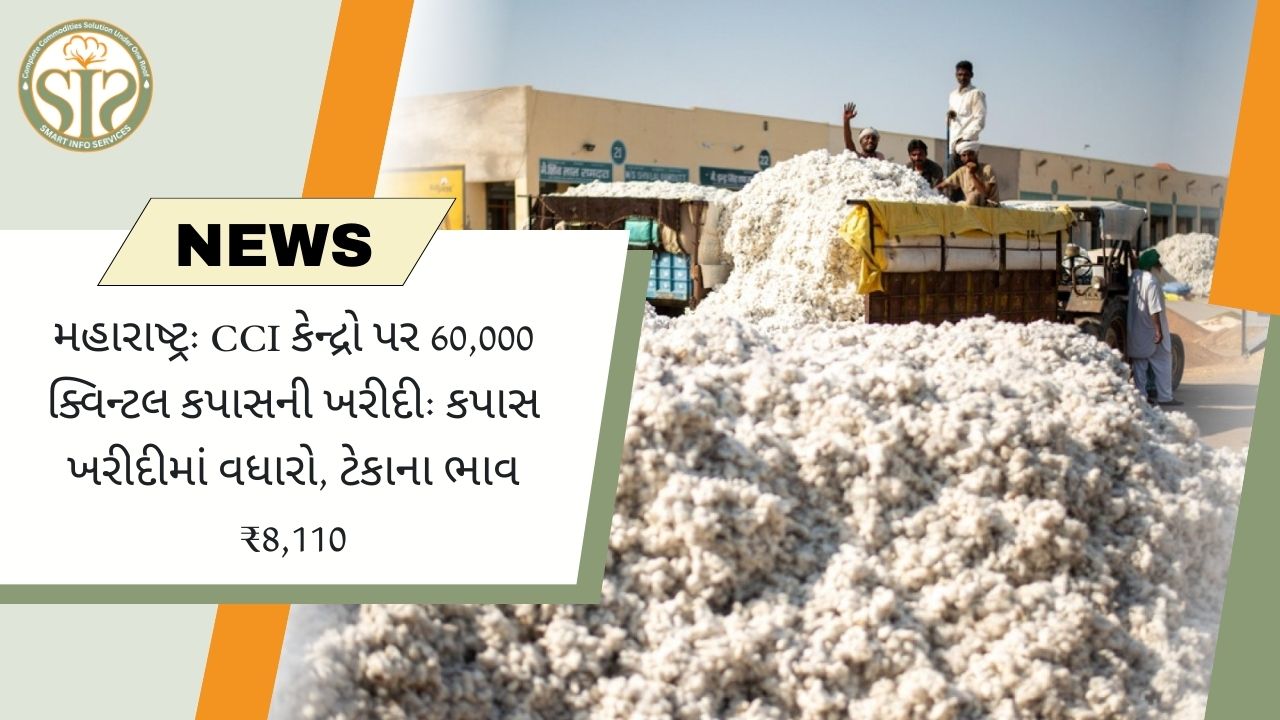 મહારાષ્ટ્ર: CCI કેન્દ્રો પર 60,000 ક્વિન્ટલ કપાસની ખરીદી: કપાસ ખરીદીમાં વધારો, ટેકાના ભાવ ₹8,110
