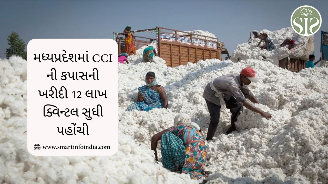મધ્યપ્રદેશમાં CCI ની કપાસની ખરીદી 12 લાખ ક્વિન્ટલ સુધી પહોંચી