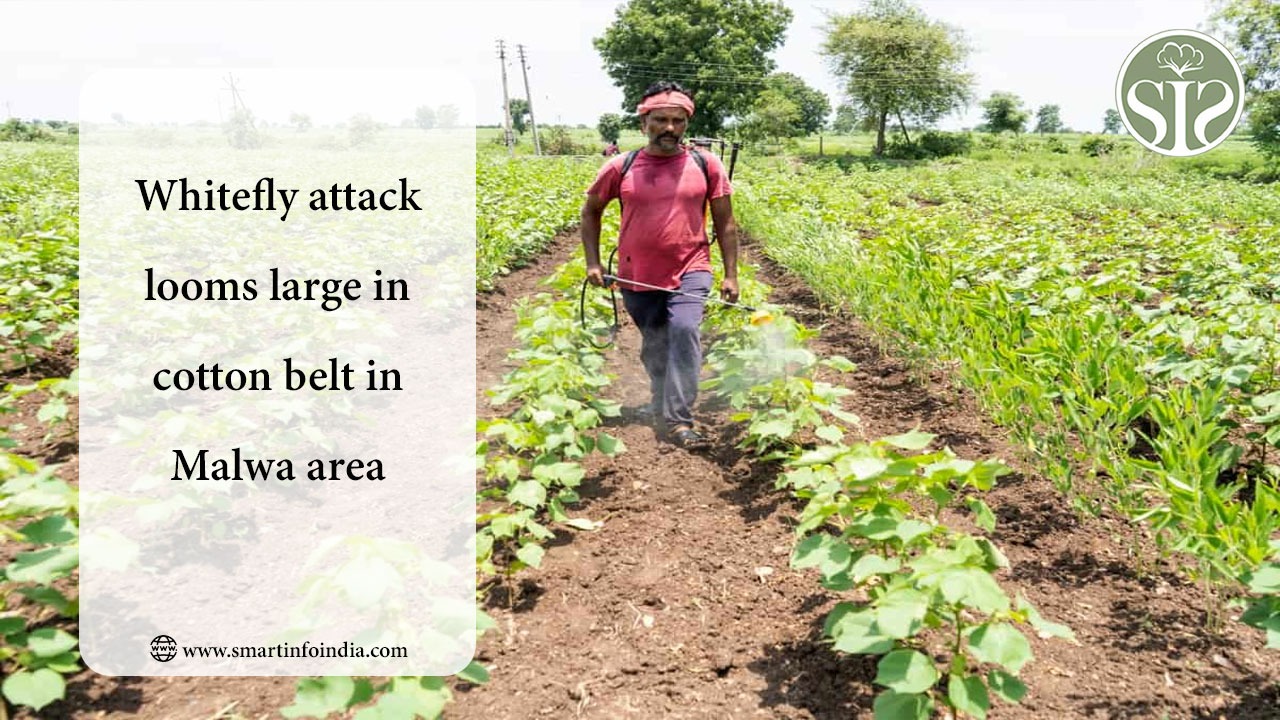 Whitefly attack looms large in cotton belt in Malwa area