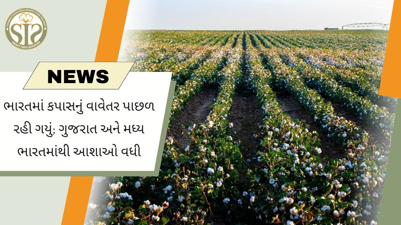 દેશમાં કપાસ વાવણી ધીમી, ગુજરાતથી આશા વધી