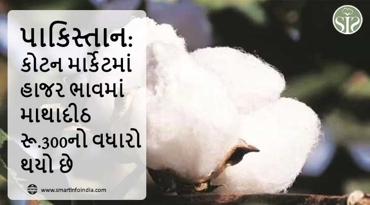 પાકિસ્તાન: કોટન માર્કેટમાં હાજર ભાવમાં માથાદીઠ રૂ.300નો વધારો થયો છે.