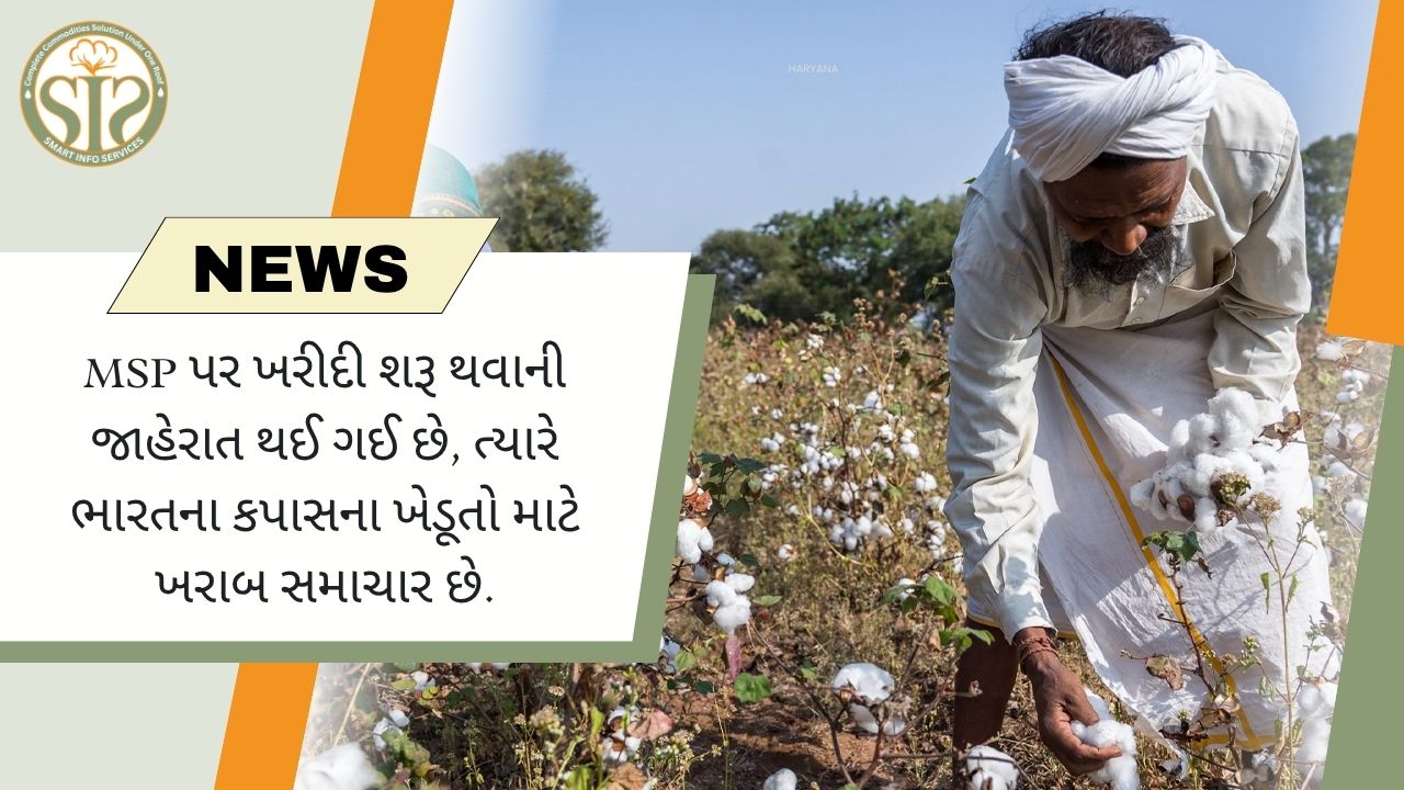 MSP પર ખરીદી શરૂ થવાની જાહેરાત થઈ ગઈ છે, ત્યારે ભારતના કપાસના ખેડૂતો માટે ખરાબ સમાચાર છે.