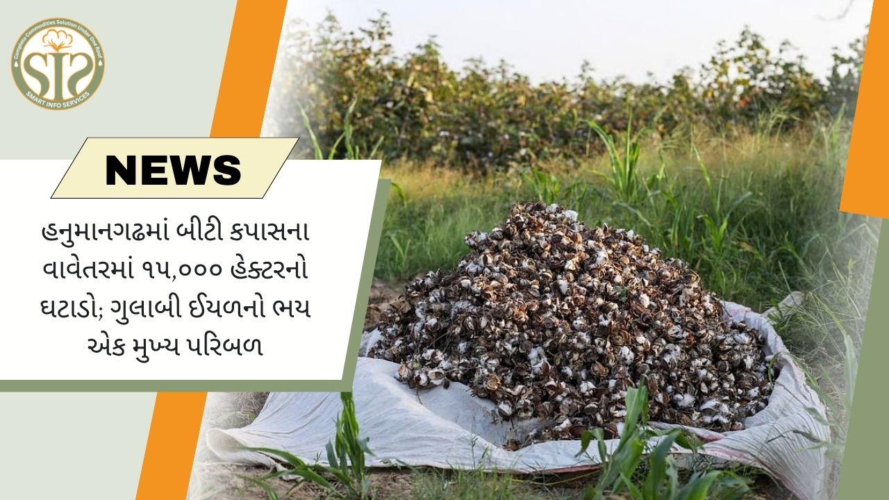 ગુલાબી ઈયળના ભયથી હનુમાનગઢમાં Bt કપાસનું વાવેતર 15 હજાર હેક્ટર ઘટ્યું
