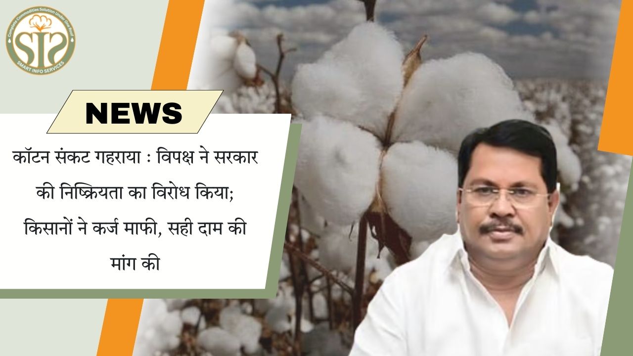 कॉटन संकट गहराया : विपक्ष ने सरकार की निष्क्रियता का विरोध किया; किसानों ने कर्ज माफी, सही दाम की मांग की