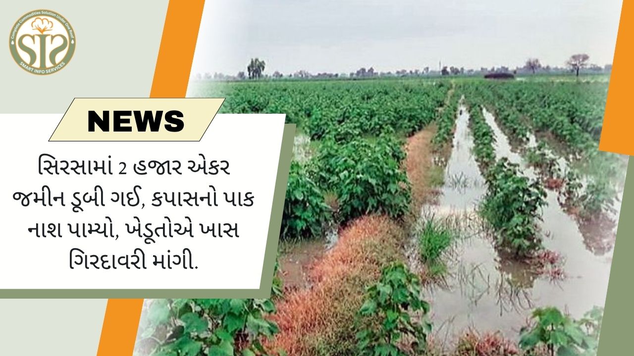 સિરસામાં જમીન ડૂબી ગઈ, કપાસનો પાક નાશ પામ્યો