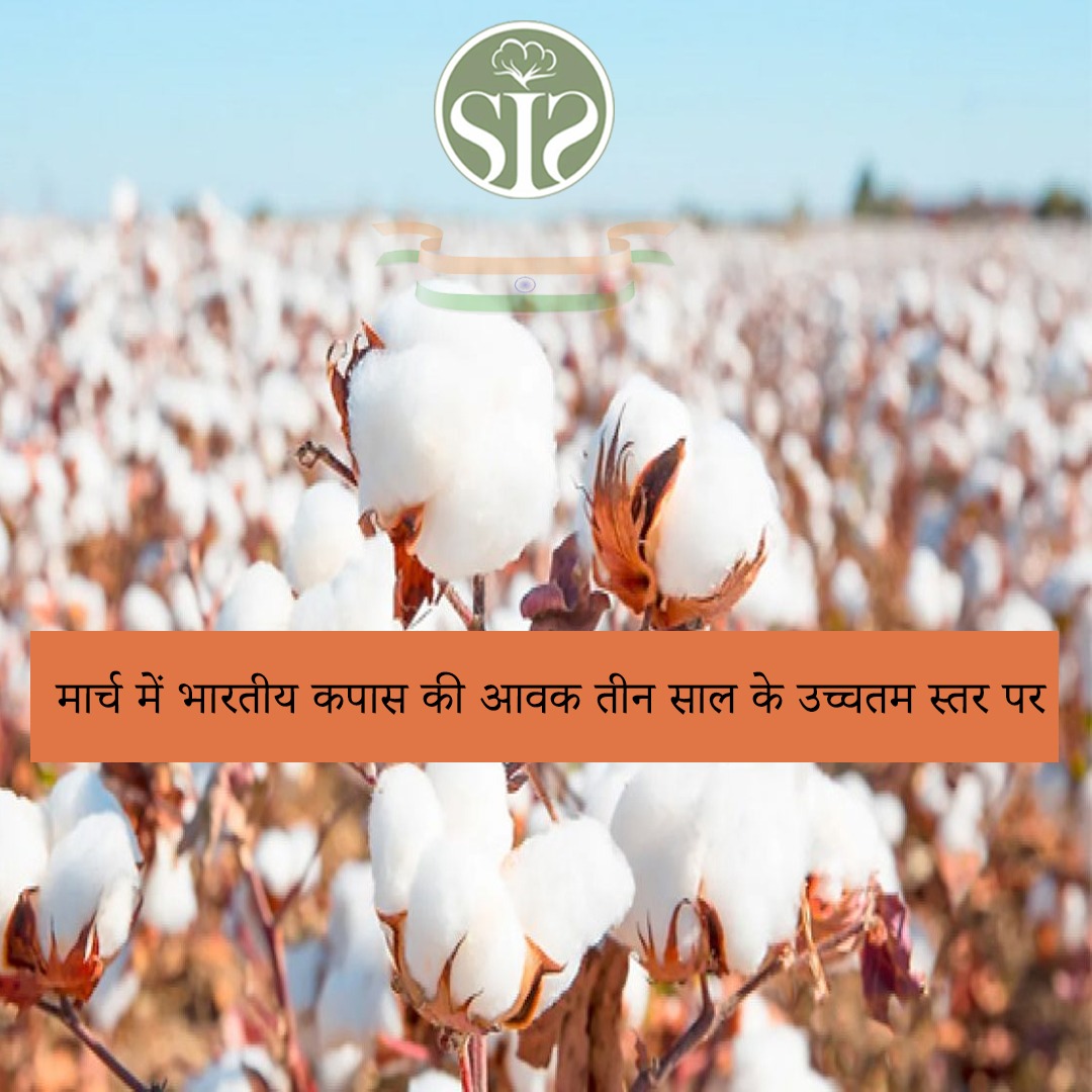 ભારતીય કપાસની આવક માર્ચમાં ત્રણ વર્ષની ઊંચી સપાટીએ