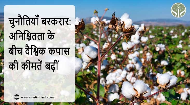 चुनौतियाँ बरकरार: अनिश्चितता के बीच वैश्विक कपास की कीमतें बढ़ीं