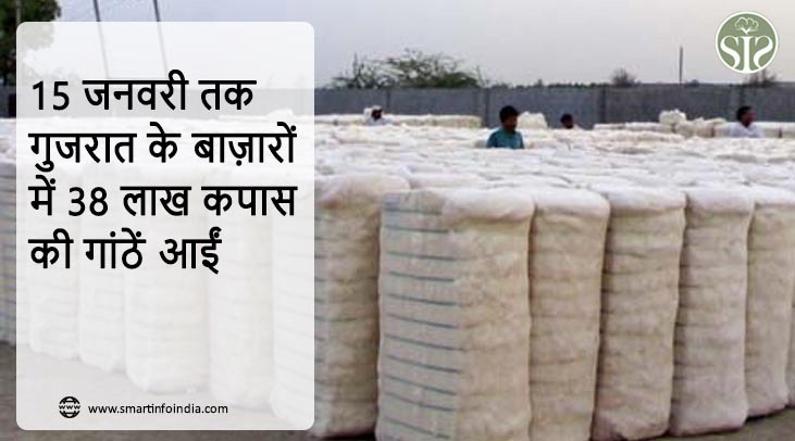 15 जनवरी तक गुजरात के बाज़ारों में 38 लाख कपास की गांठें आईं