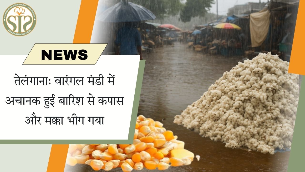 वारंगल मंडी में बारिश से कपास-मक्का भीगा