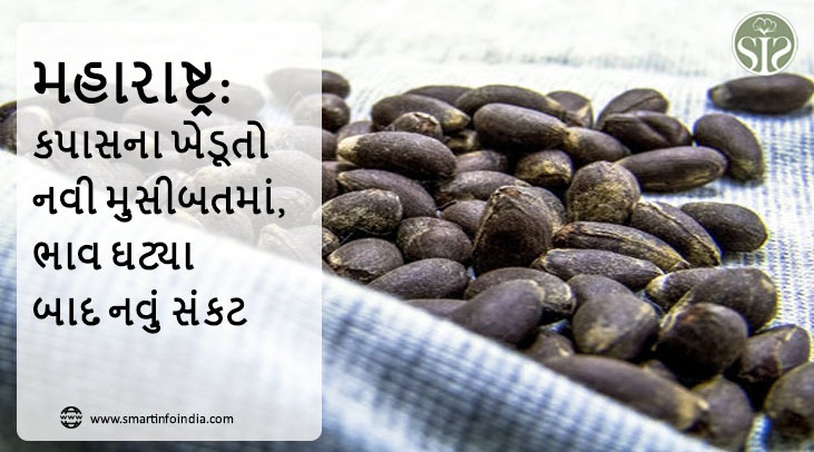 મહારાષ્ટ્ર: કપાસના ખેડૂતો નવી મુસીબતમાં, ભાવ ઘટ્યા બાદ નવું સંકટ