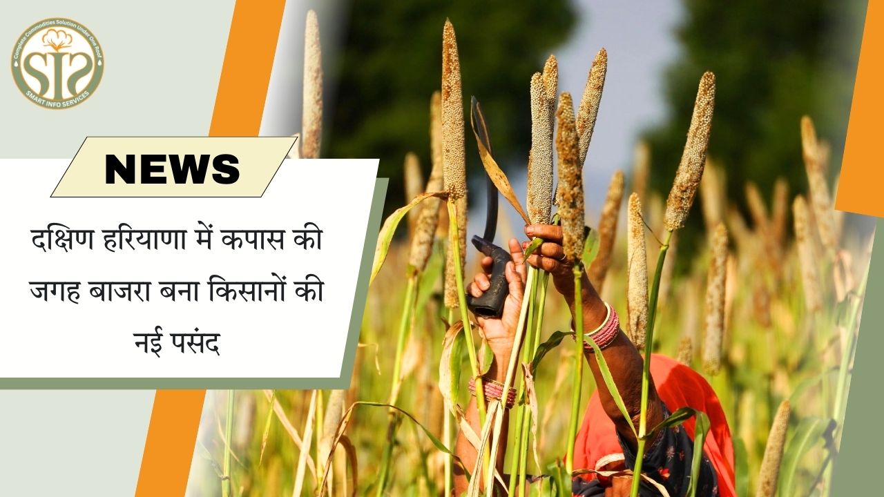दक्षिण हरियाणा में कपास की जगह किसानों की पहली पसंद बनी बाजरा खेती