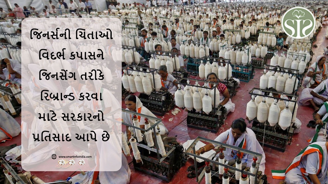 જિનર્સની ચિંતાઓ વિદર્ભ કપાસને જિનસેંગ તરીકે રિબ્રાન્ડ કરવા માટે સરકારનો પ્રતિસાદ આપે છે