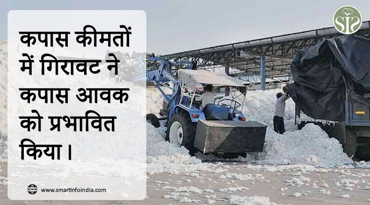 कपास कीमतों में गिरावट ने कपास आवक को प्रभावित किया।