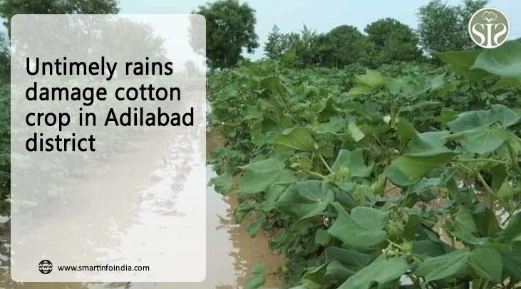Cotton crop has been damaged due to unseasonal rain in Adilabad district.